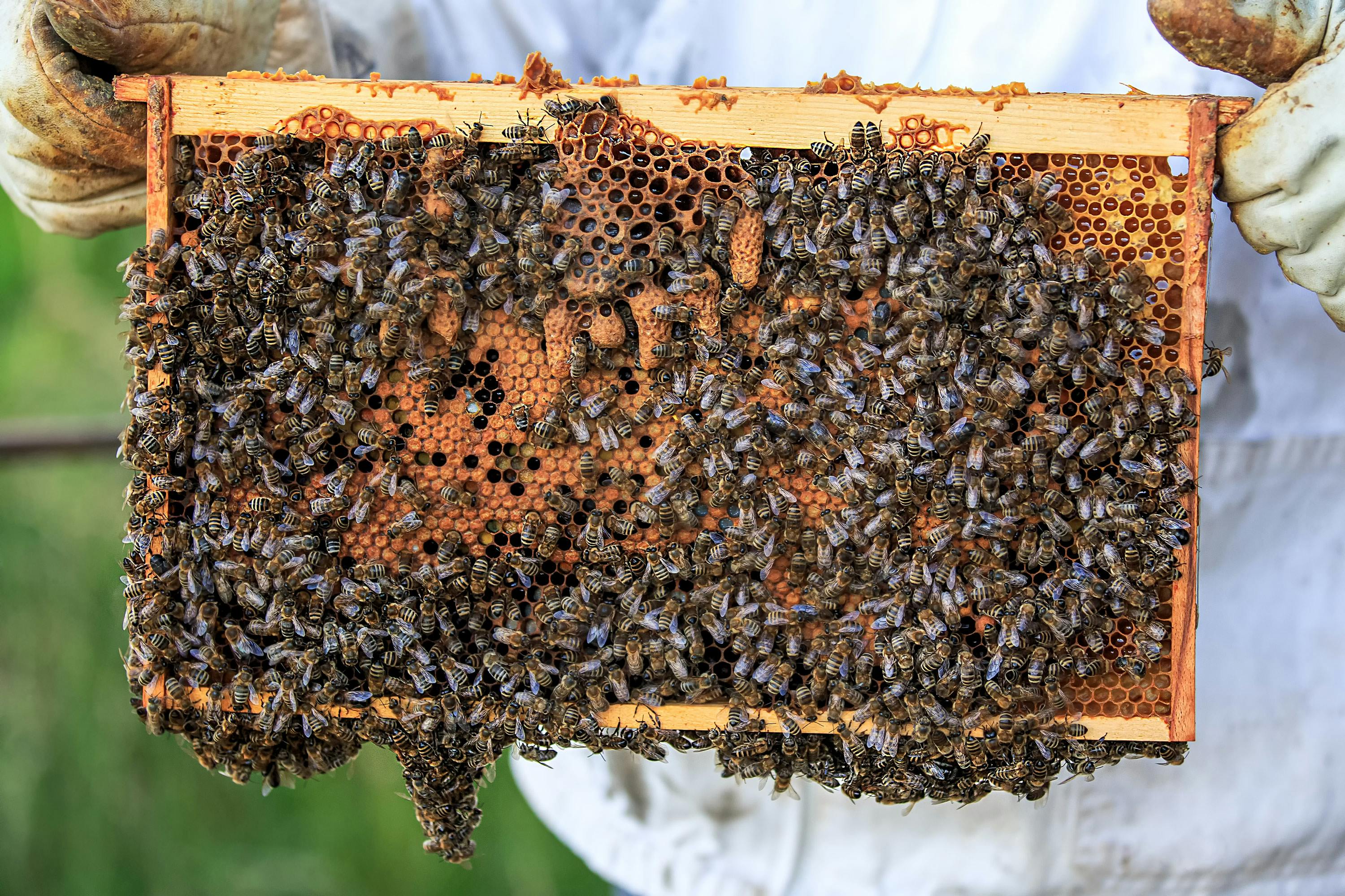 Reading the Comb: A Beekeeper's Guide to Hive Inspection Insights