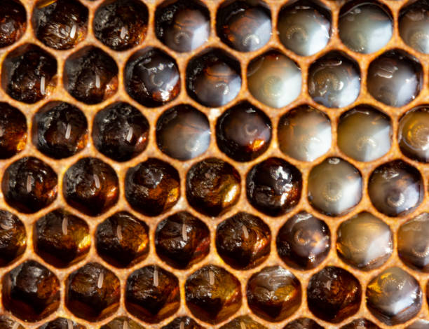 Close up of bee eggs and young larvae in honeycomb cells