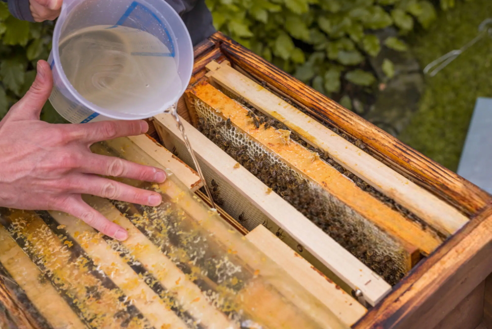 Fueling the Hive: The Importance of Good Bee Nutrition & Feeding