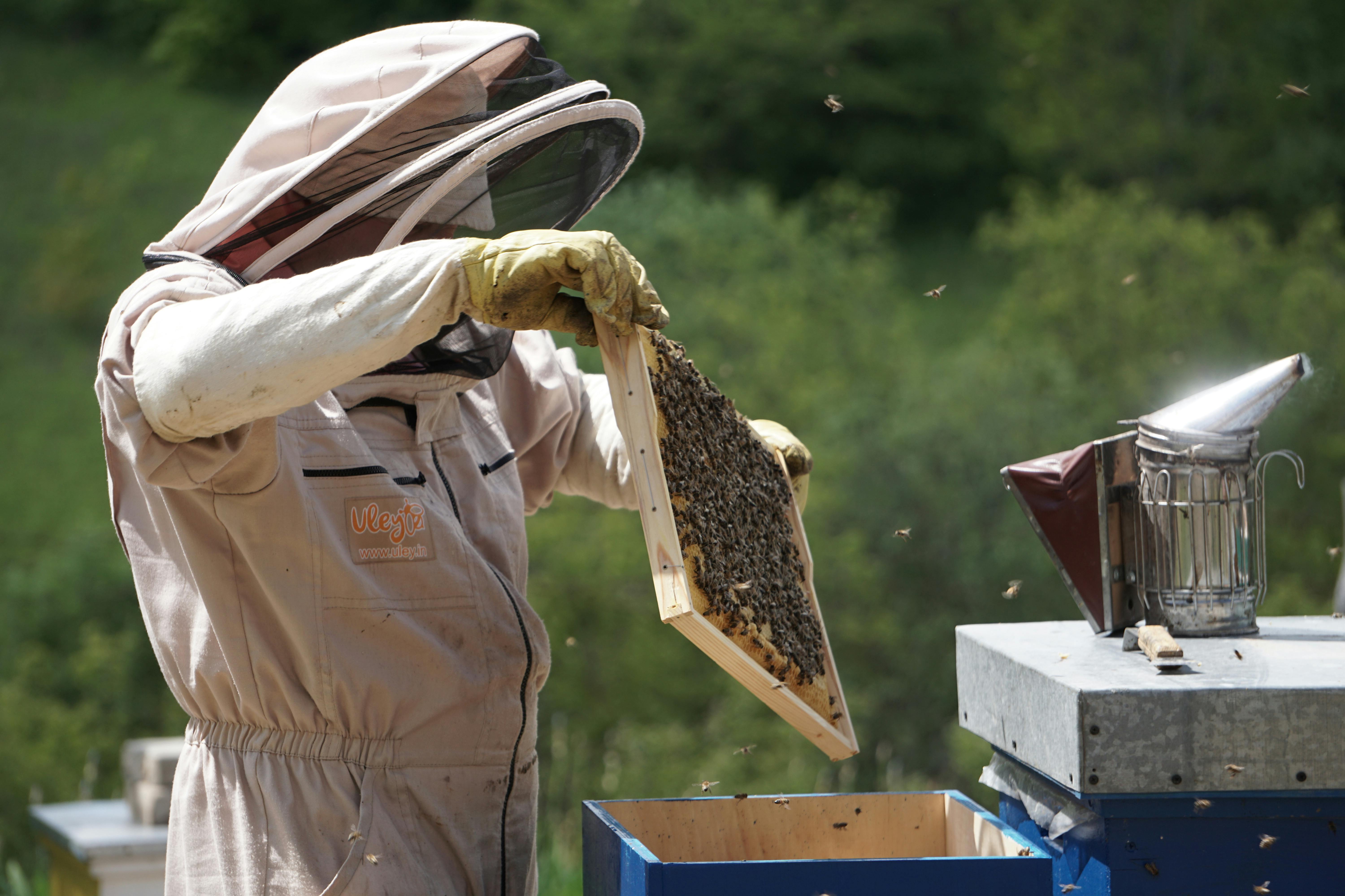 Listen to Your Bees: Frequent Checks to Understand Their Intentions