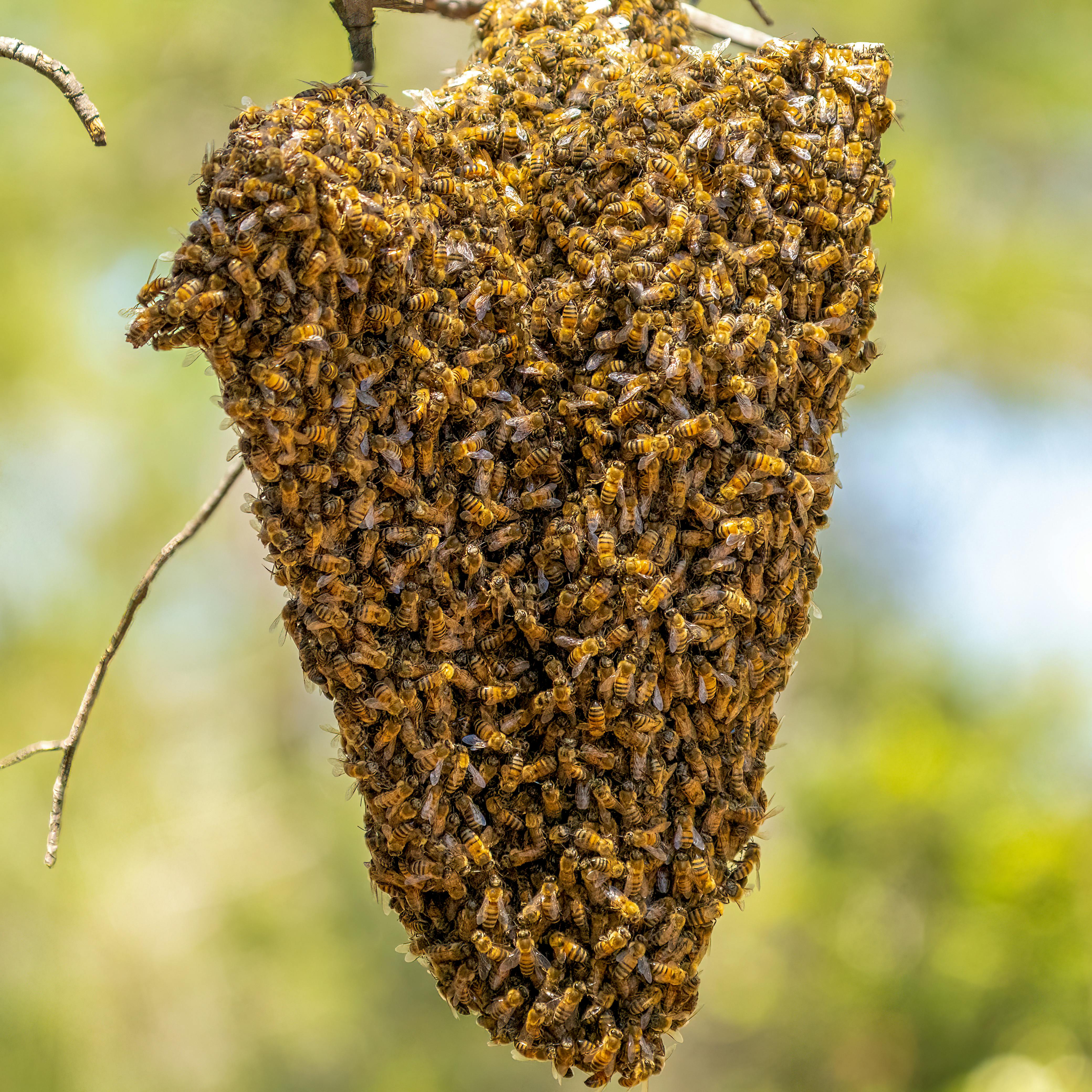 Understanding Bee Swarms: Nature's Way of Expansion