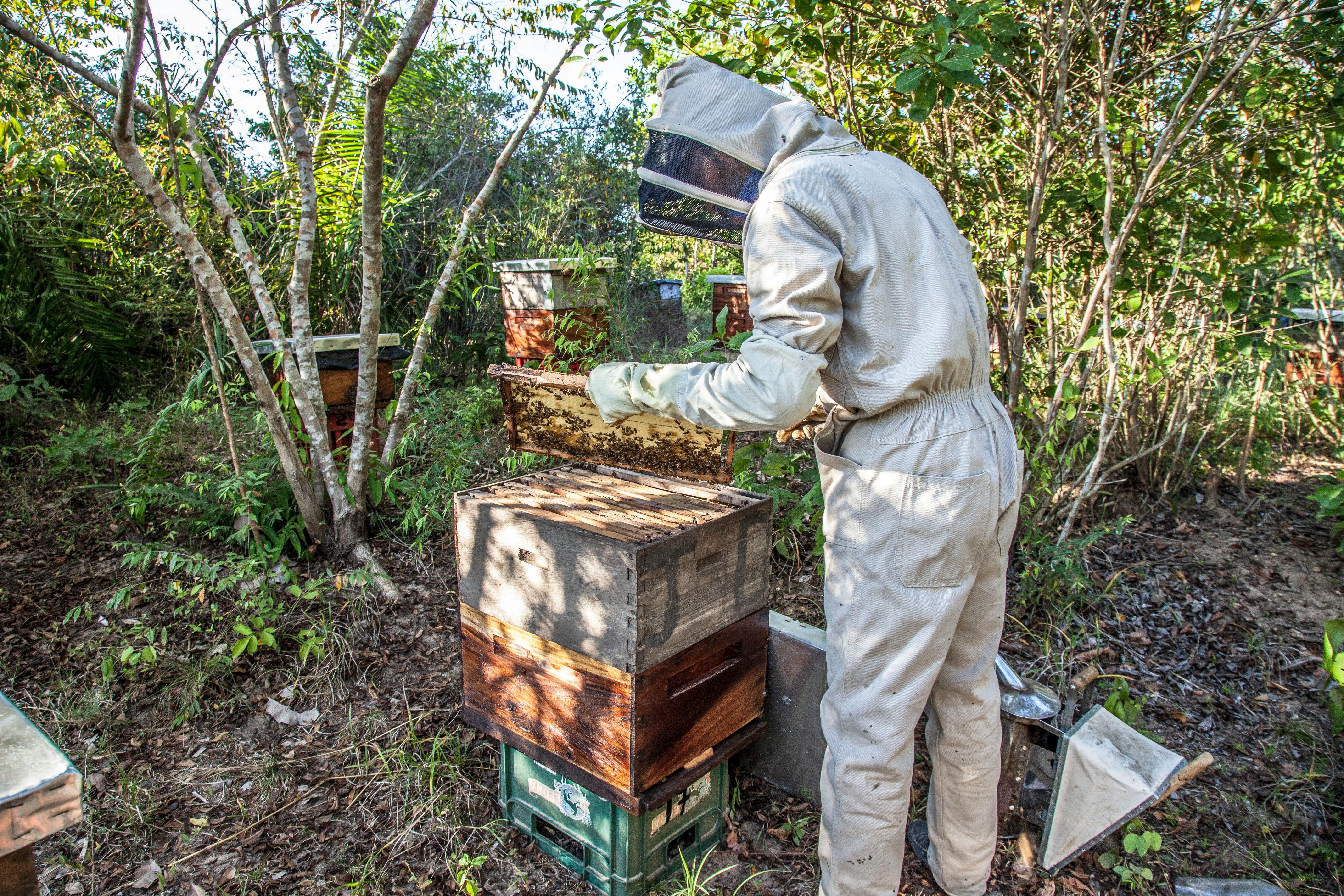Choosing the Right Hive: Langstroth, Warre, or Top Bar?