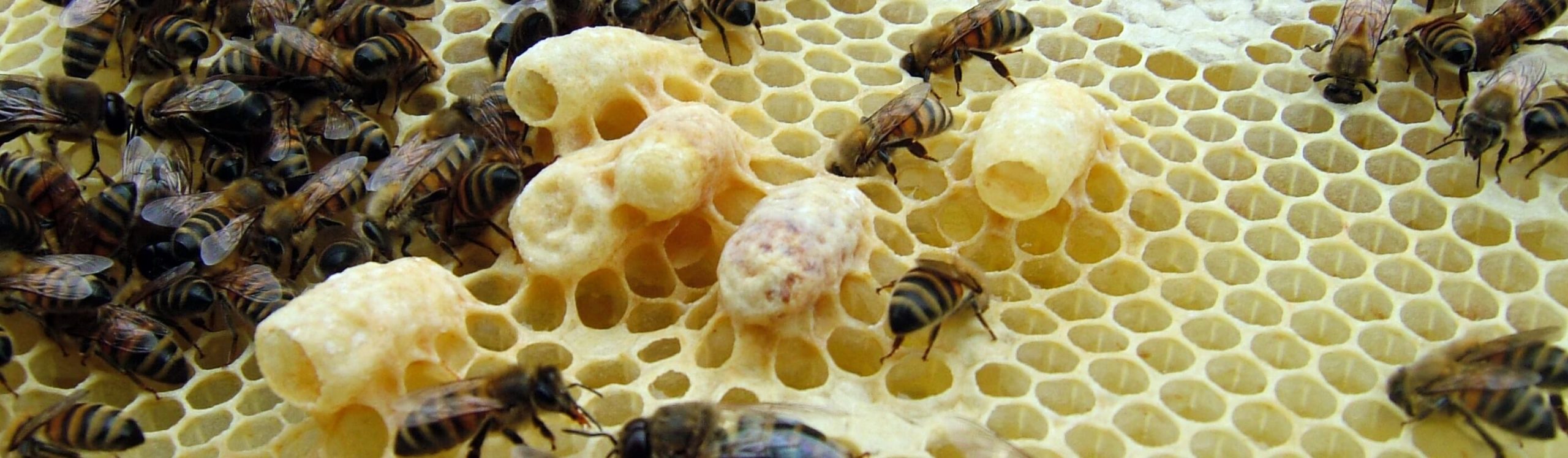 Different types of queen cells on a frame